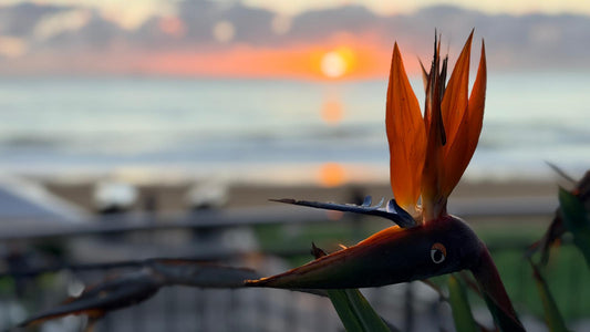 Monday 16th February 2026